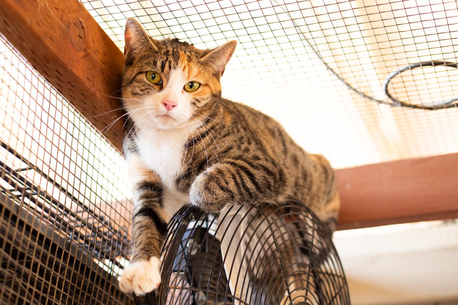 Enlarge Jane Doe, a Adopted Domestic Short Hair in Marana, AZ image 1/1