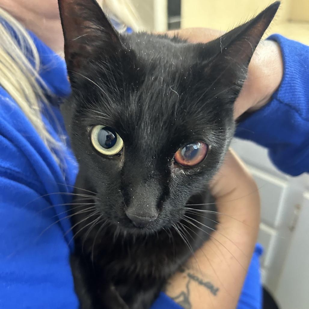 Coal, Adoptable, Adult Male Domestic Short Hair.