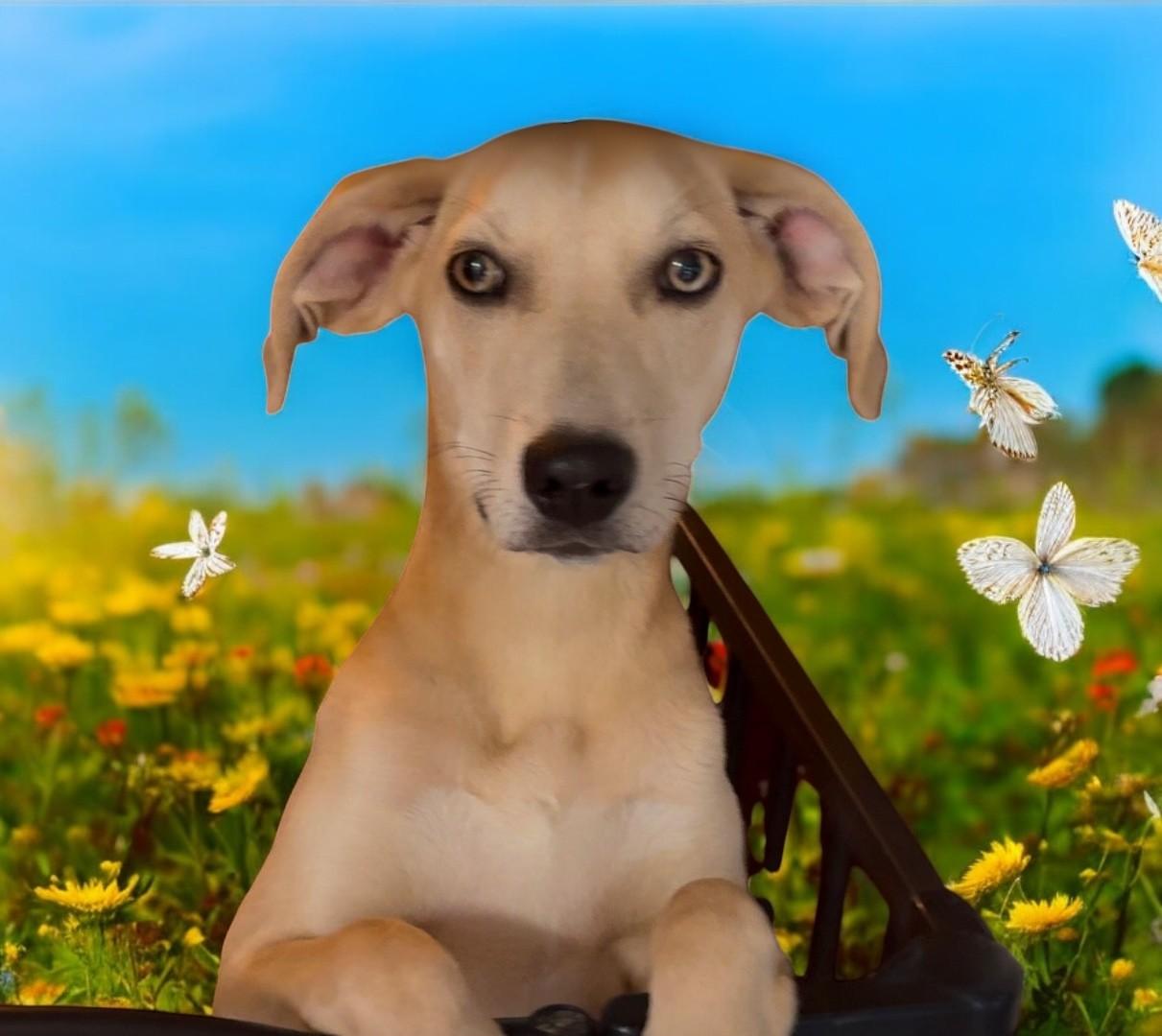 Sweetie, Adoptable, Young Female Mixed Breed.