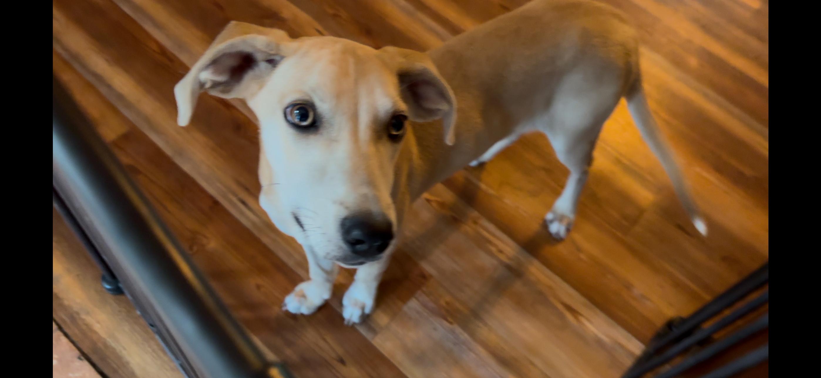 Enlarge Sweetie, a Adoptable Mixed Breed in Columbia, LA image 2/4