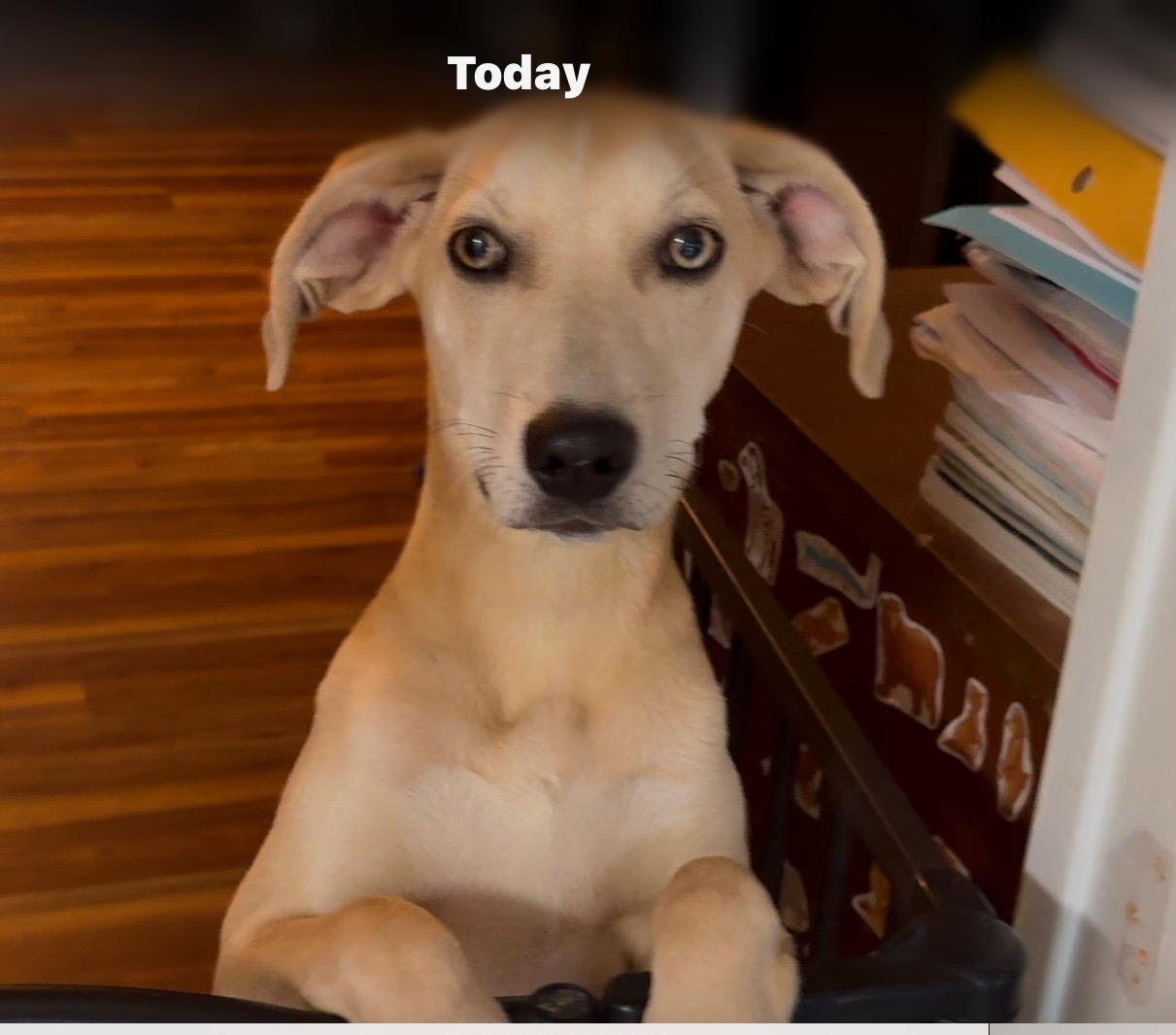 Enlarge Sweetie, a Adoptable Mixed Breed in Columbia, LA image 3/4