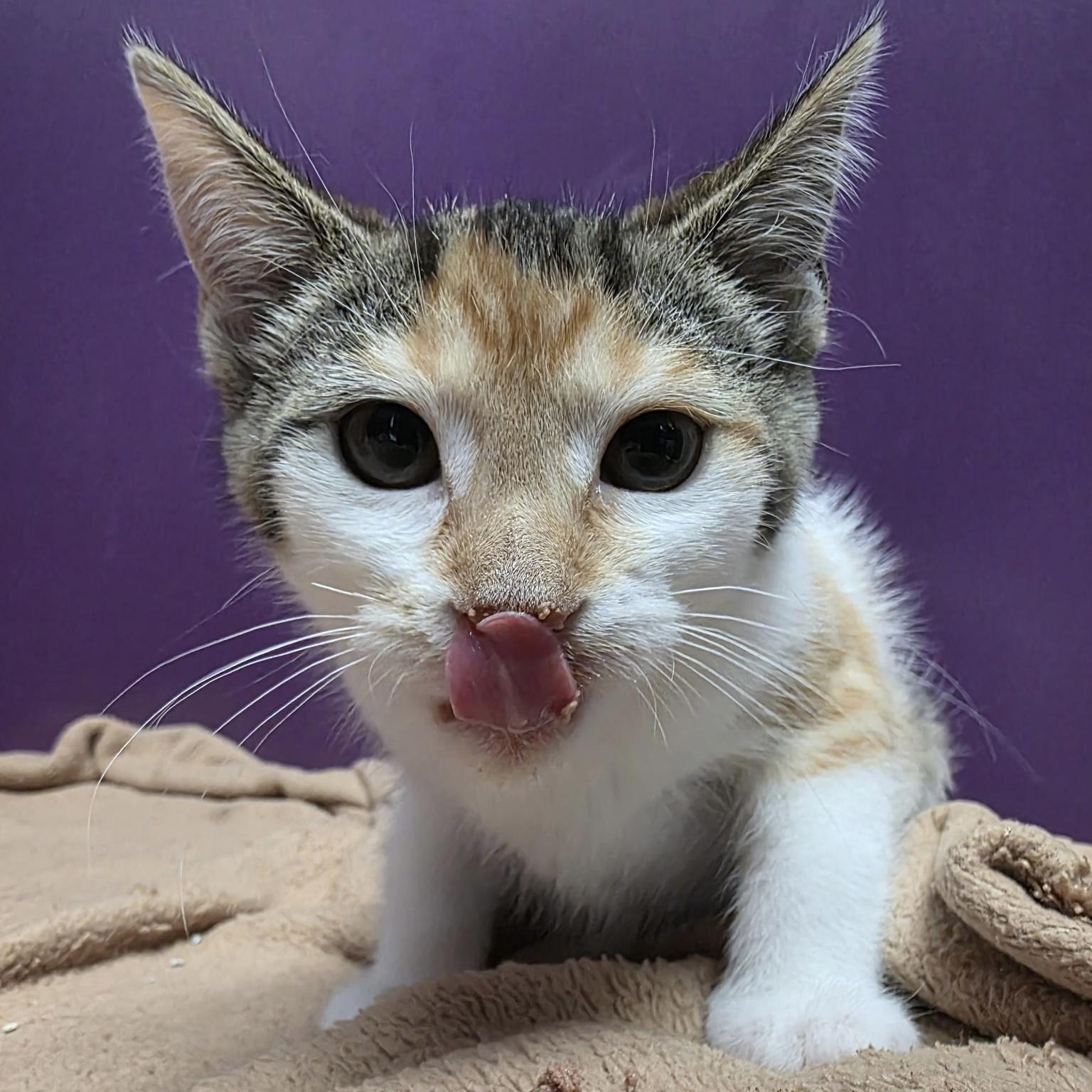 Digit, adopted, Kitten Female Domestic Short Hair.