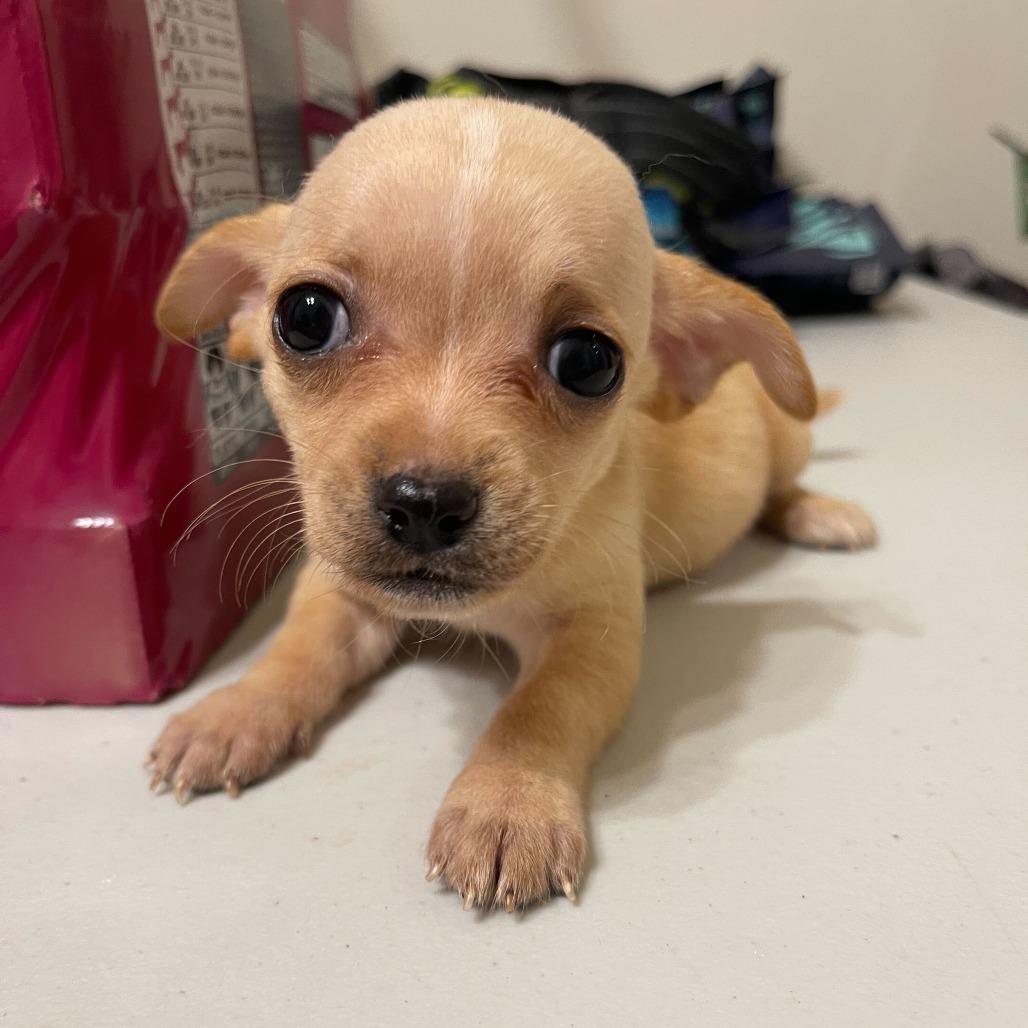Autumn, Adoptable, Puppy Female Chihuahua.