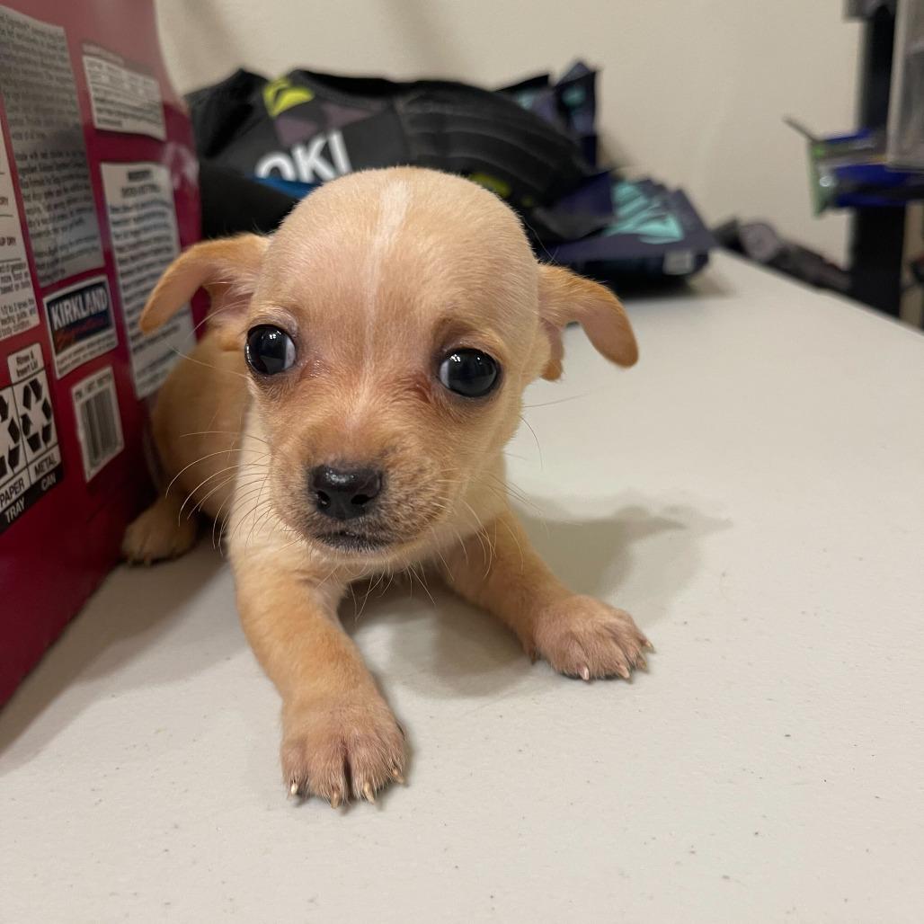 Enlarge Autumn, a Adoptable Chihuahua in Brooklyn, NY image 3/6