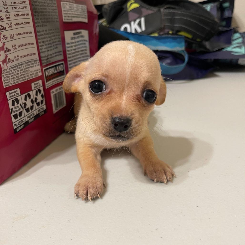 Enlarge Autumn, a Adoptable Chihuahua in Brooklyn, NY image 4/6
