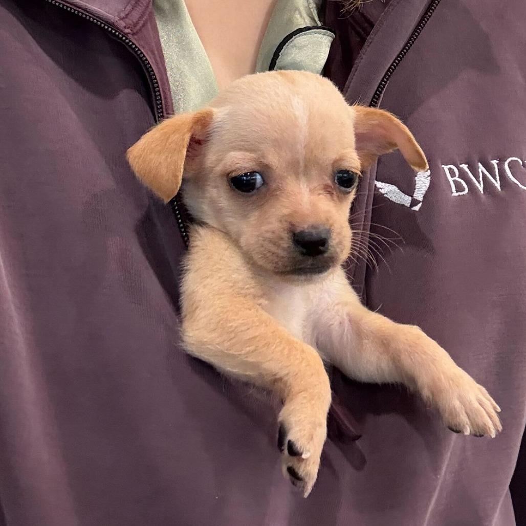 Enlarge Autumn, a Adoptable Chihuahua in Brooklyn, NY image 5/6