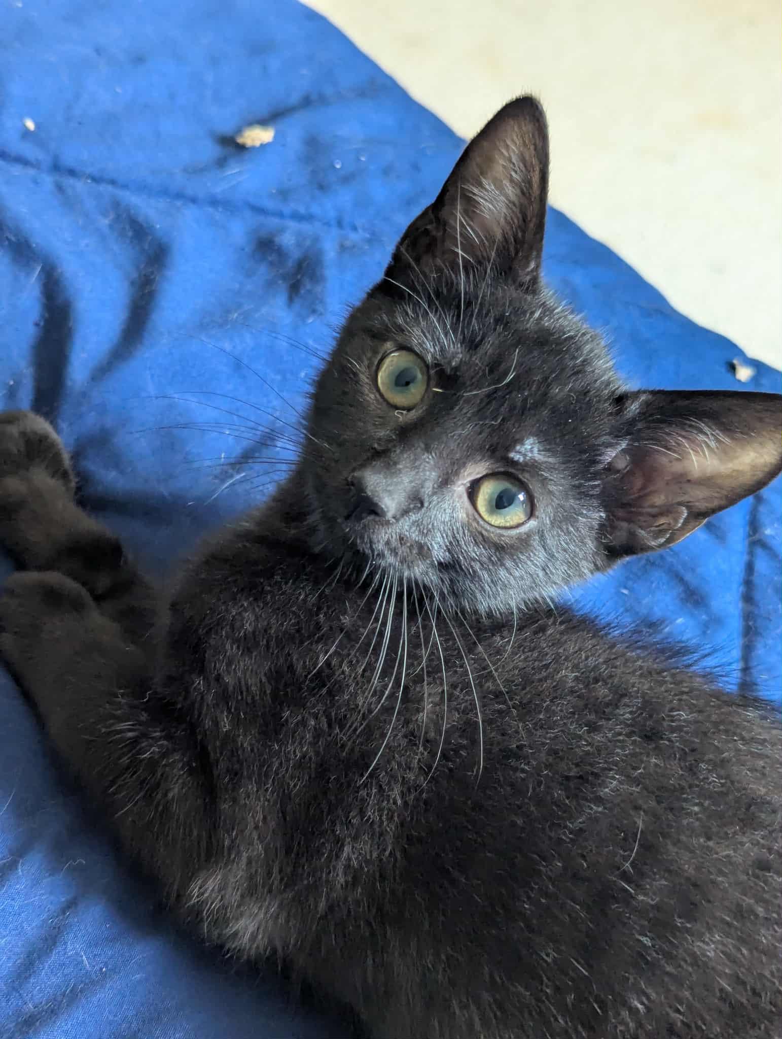 Holden E, Adoptable, Kitten Male Domestic Short Hair.