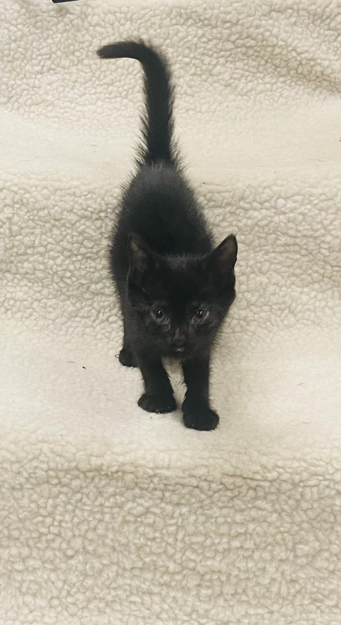 Enlarge Midnight, an adopted mixed breed in Seabrook, TX image 2/4