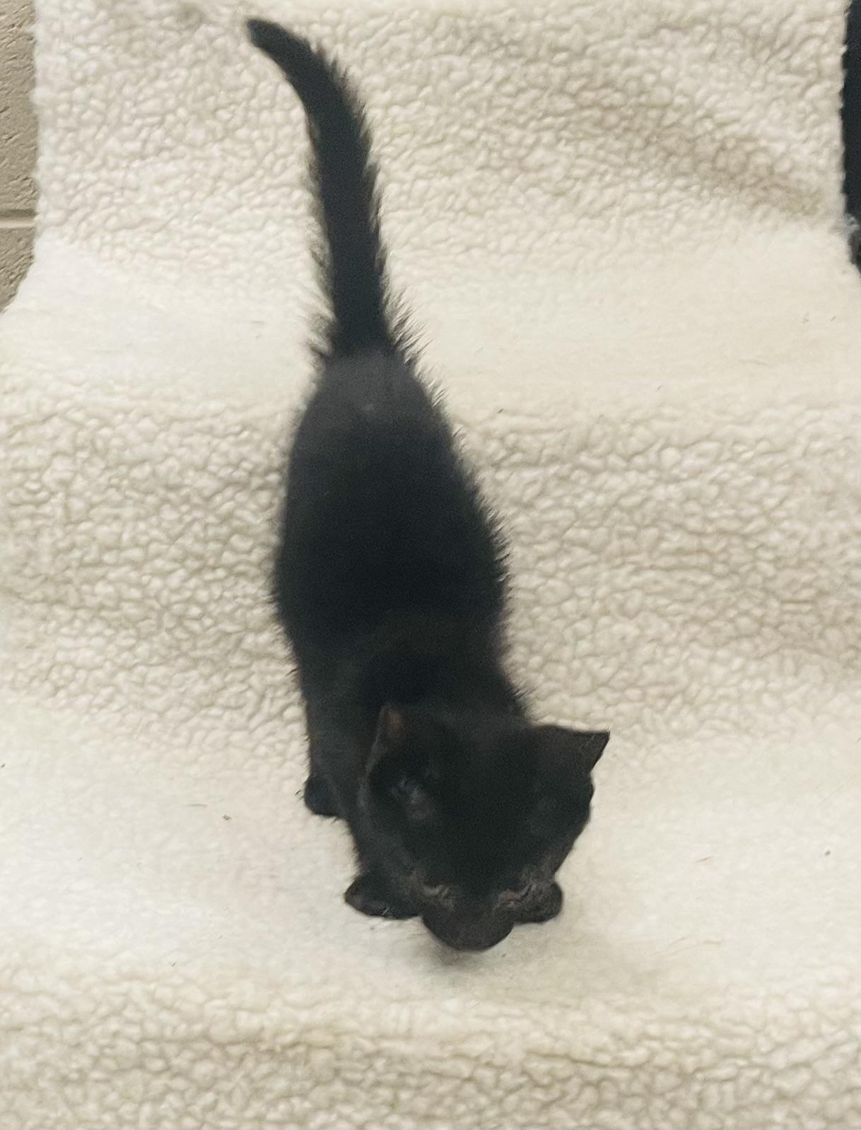 Enlarge Midnight, an adopted mixed breed in Seabrook, TX image 1/4