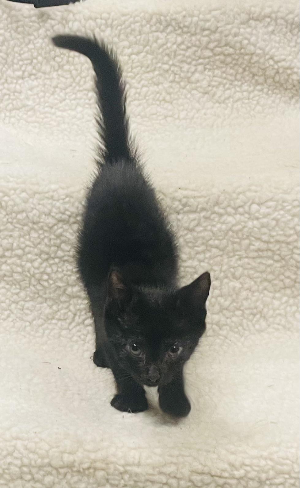 Enlarge Midnight, an adopted mixed breed in Seabrook, TX image 4/4