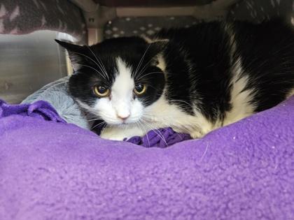 Moo, Adoptable, Adult Male Domestic Short Hair & Domestic Short Hair.