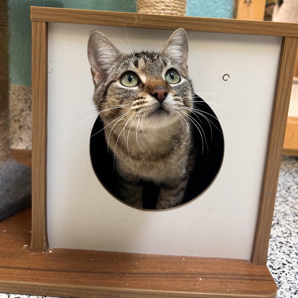 Enlarge Dominique, a Adoptable Domestic Short Hair in Fresno, CA image 1/4