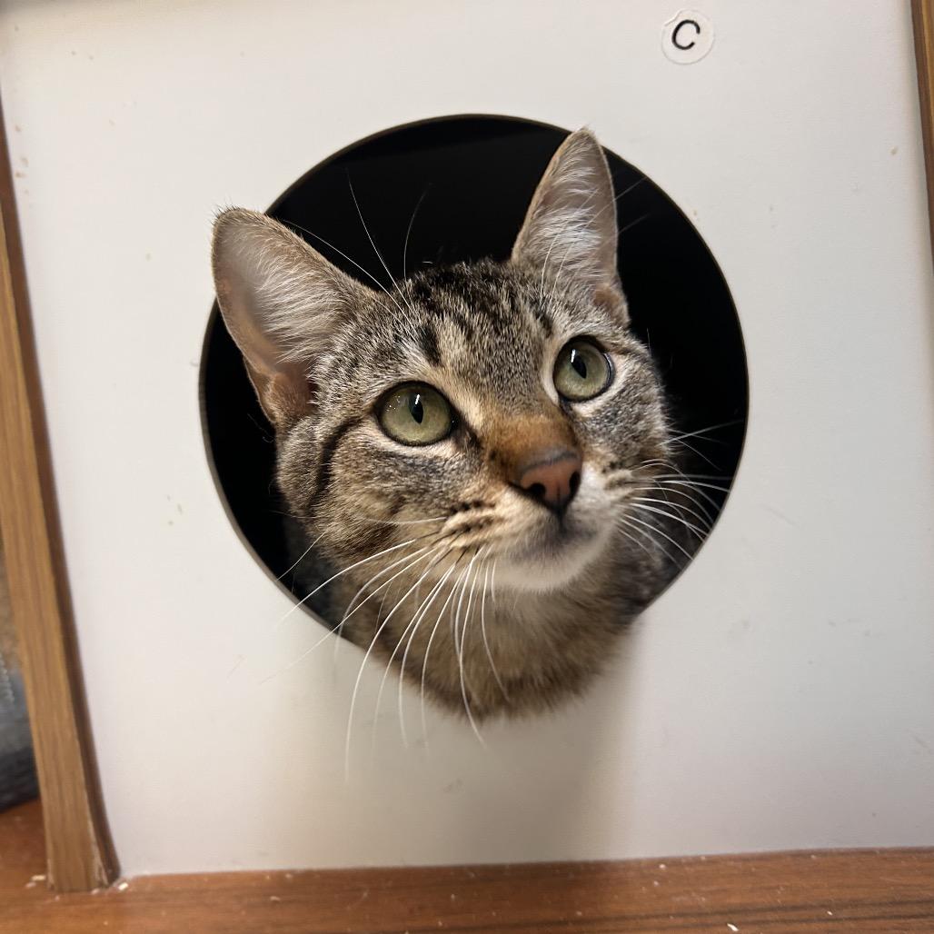 Enlarge Dominique, a Adoptable Domestic Short Hair in Fresno, CA image 2/4