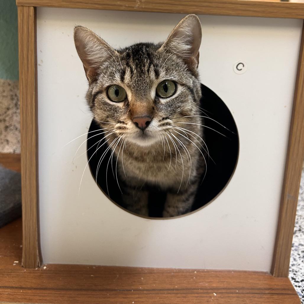 Enlarge Dominique, a Adoptable Domestic Short Hair in Fresno, CA image 3/4