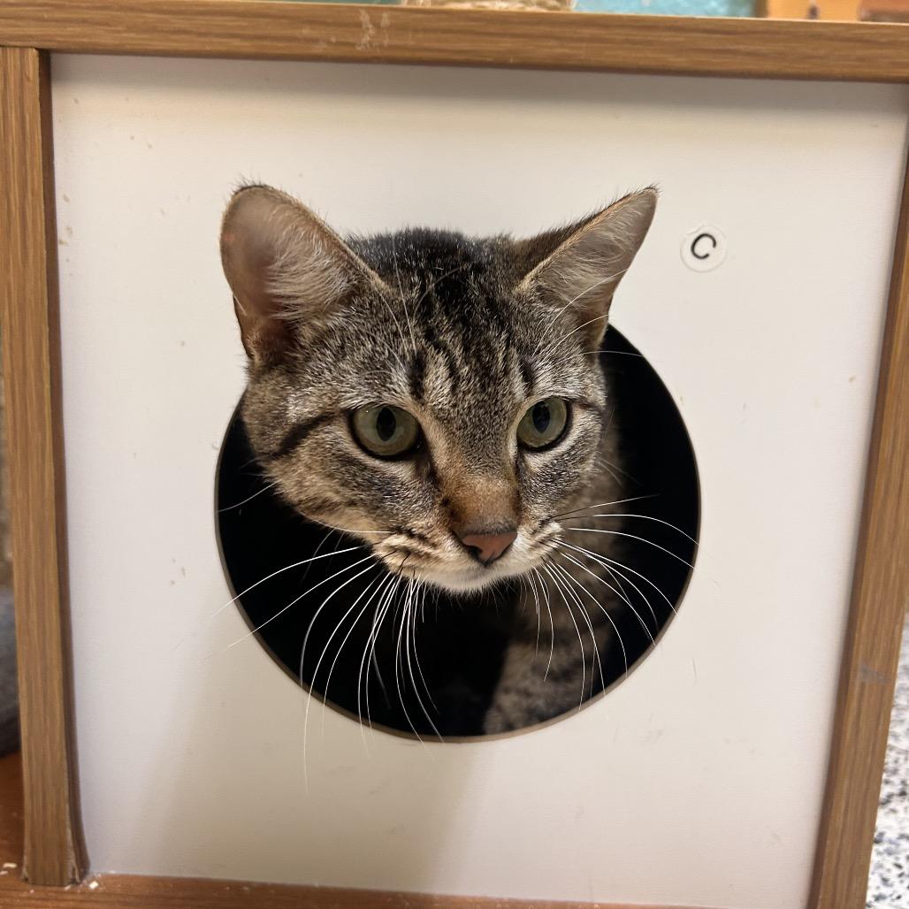 Enlarge Dominique, a Adoptable Domestic Short Hair in Fresno, CA image 4/4