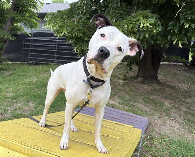 Enlarge OREO, a Adoptable mixed breed in Omaha, NE image 1/1