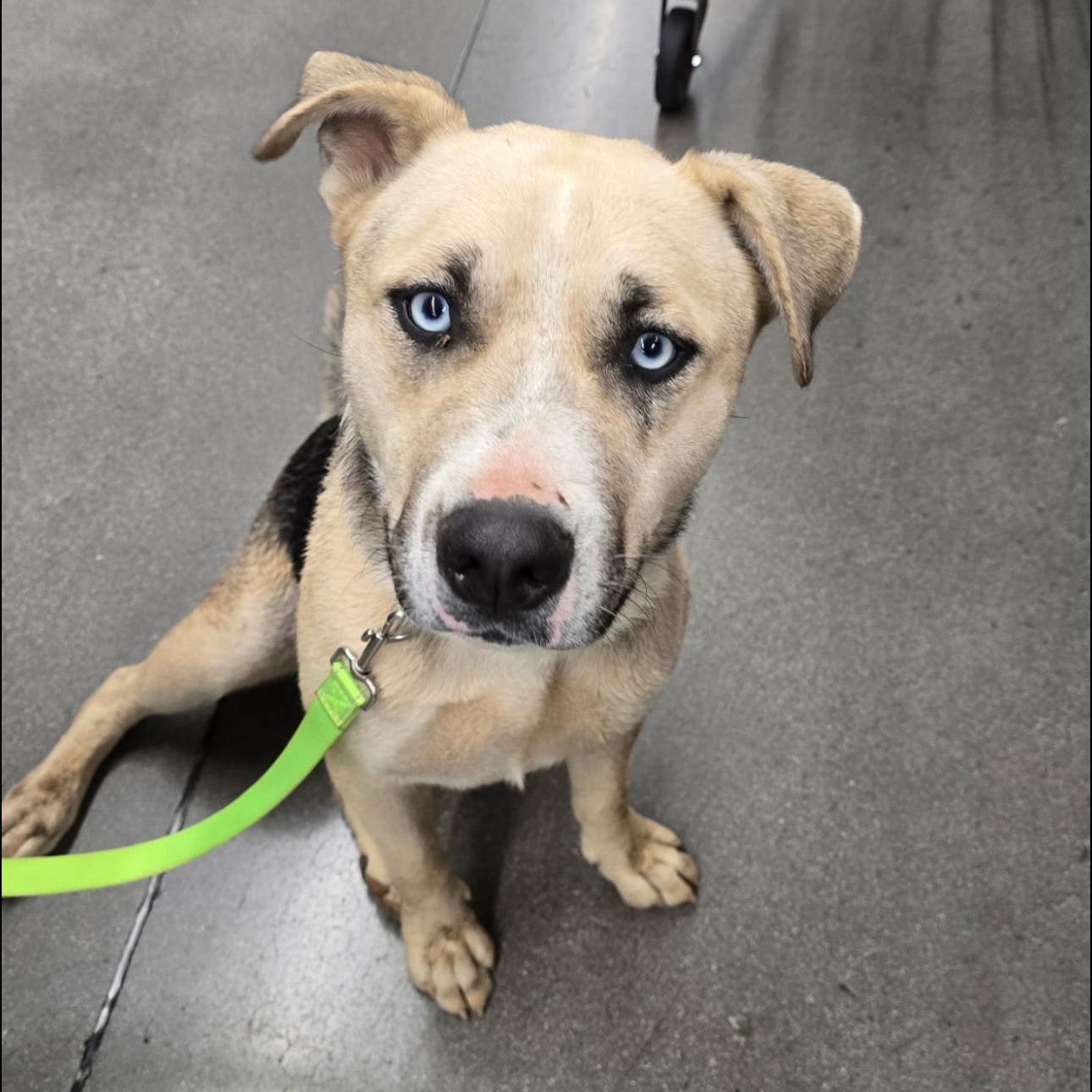 Victor, Adoptable, Adult Male Husky & German Shepherd Dog.