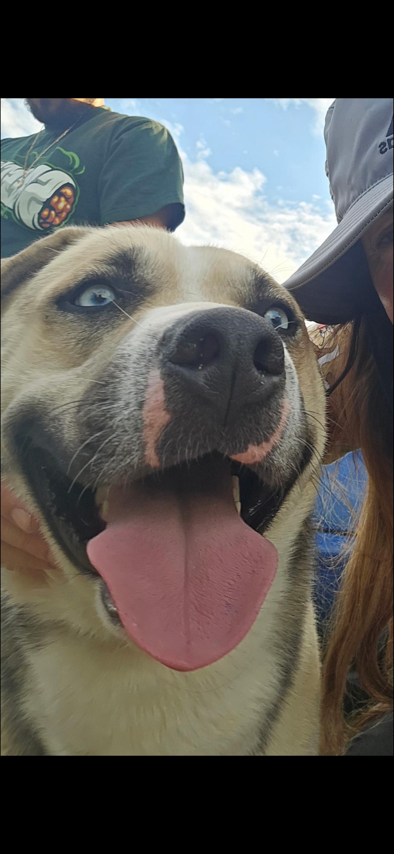 Victor, Adoptable, Adult Male Husky & German Shepherd Dog.