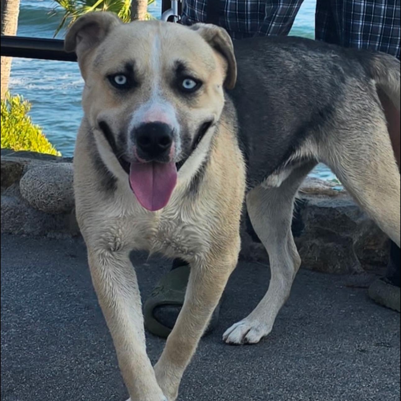 Victor, Adoptable, Adult Male Husky & German Shepherd Dog.