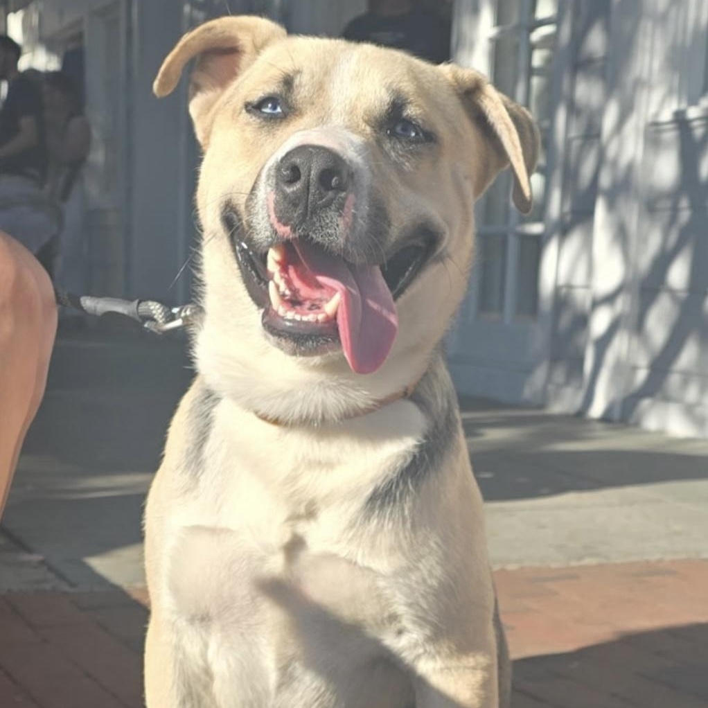 Enlarge Victor, a Adoptable mixed breed in Riverside, CA image 2/4