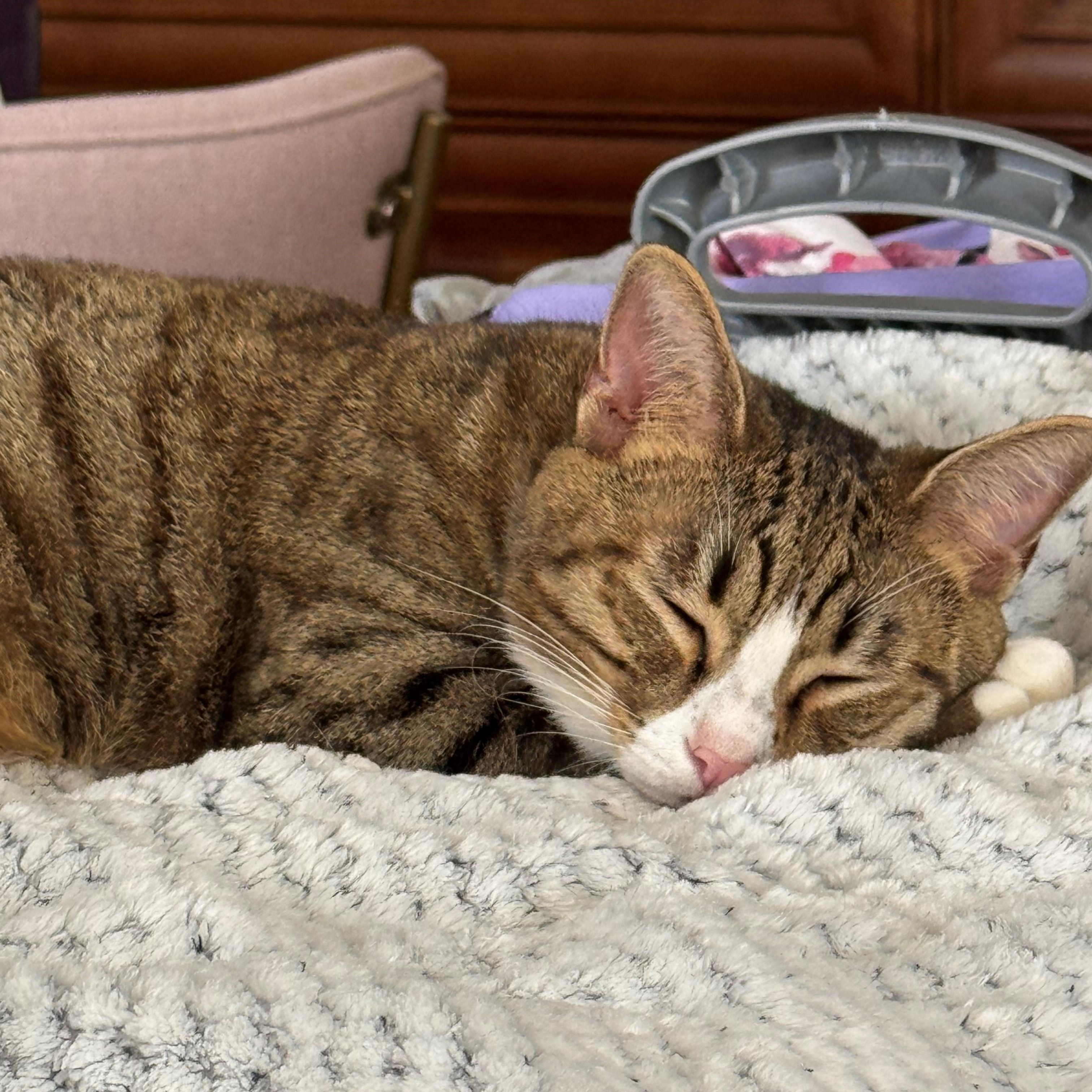 Ethan, a Adoptable Tabby in Vernon , CT image 6/6