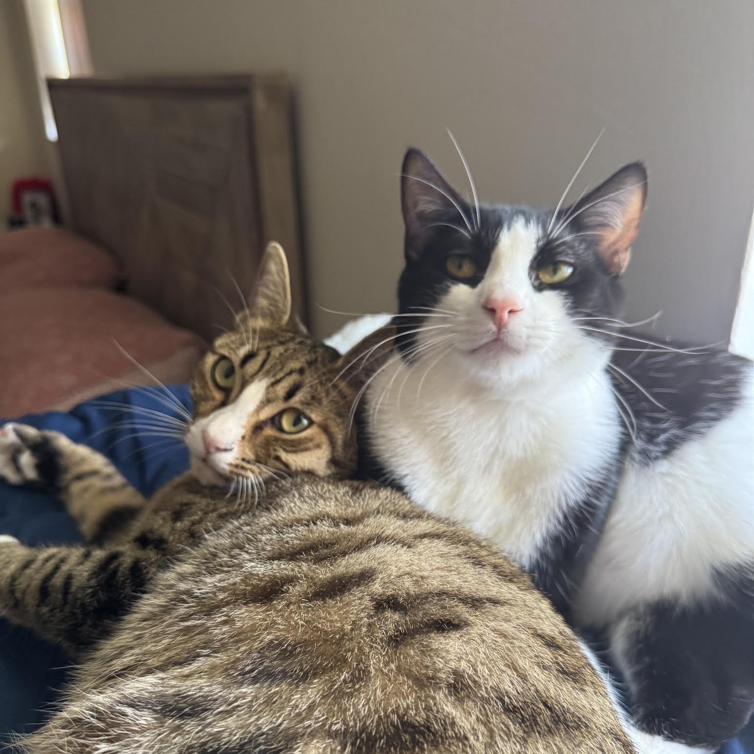 Ethan, a Adoptable Tabby in Vernon , CT image 5/6