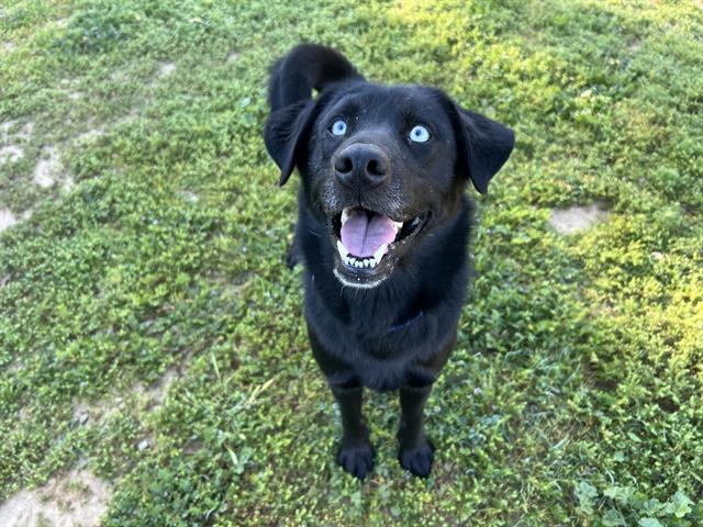 OSO, Adoptable, Adult Male Labrador Retriever & Mixed Breed.