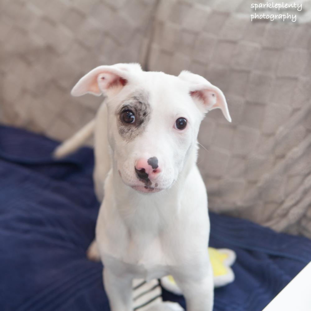 Spot, an adopted mixed breed in Ridgefield, CT image 3/4