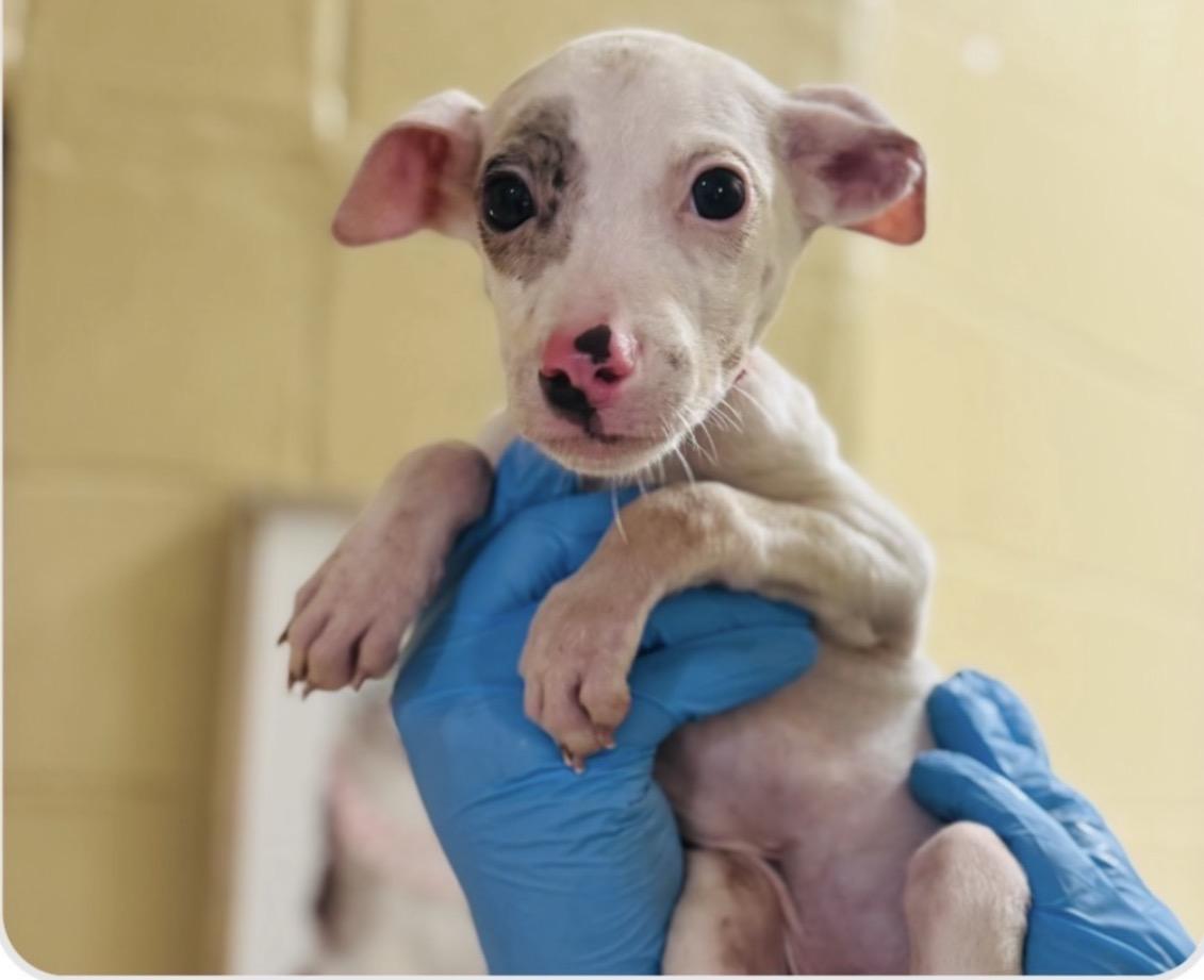 Enlarge Spot, a Adoptable mixed breed in Ridgefield, CT image 1/1