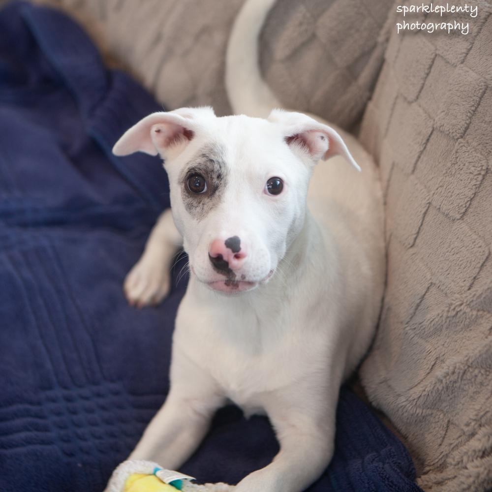 Spot, an adopted mixed breed in Ridgefield, CT image 1/4