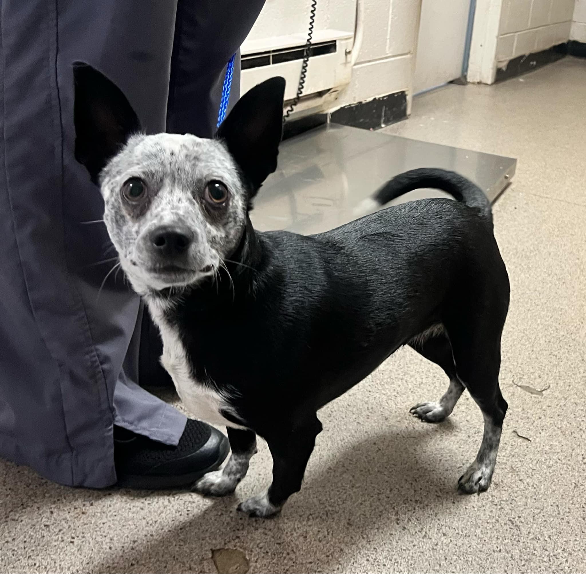 Enlarge Miss Bonita Skullington, an adopted mixed breed in Enoree, SC image 1/1