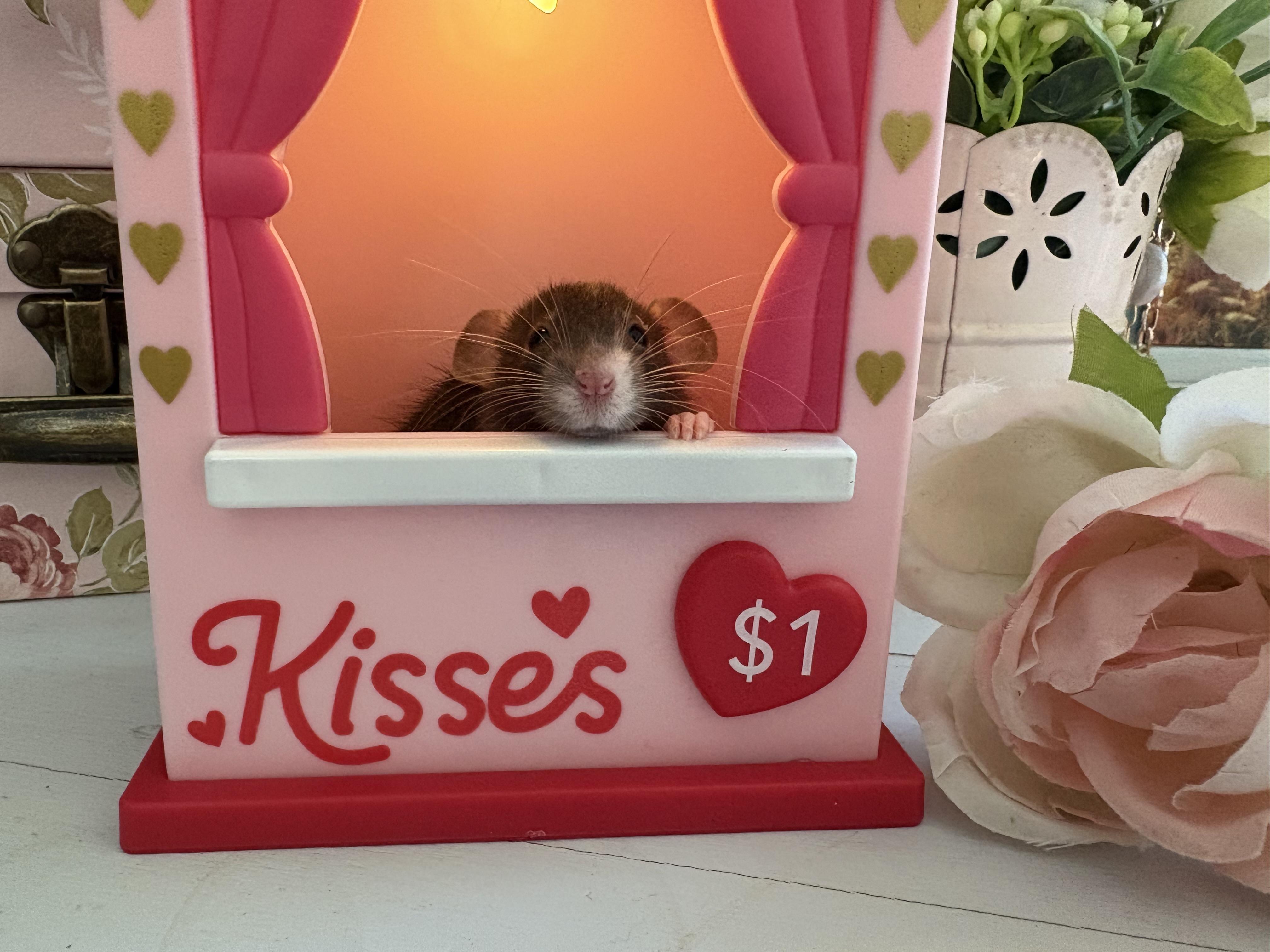 Baby rats, adopted, Baby Male Rat.