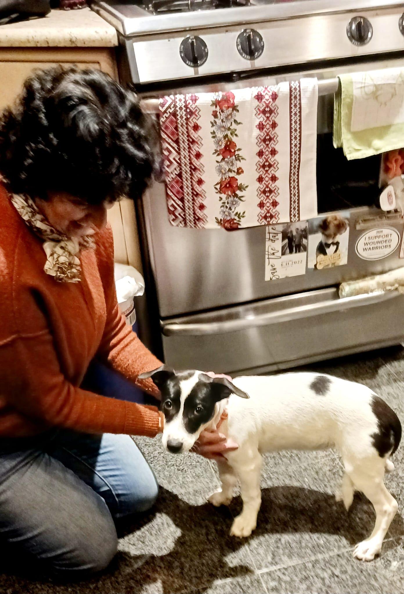 Panda, ADOPTABLE, Puppy Female Mixed Breed & Beagle.