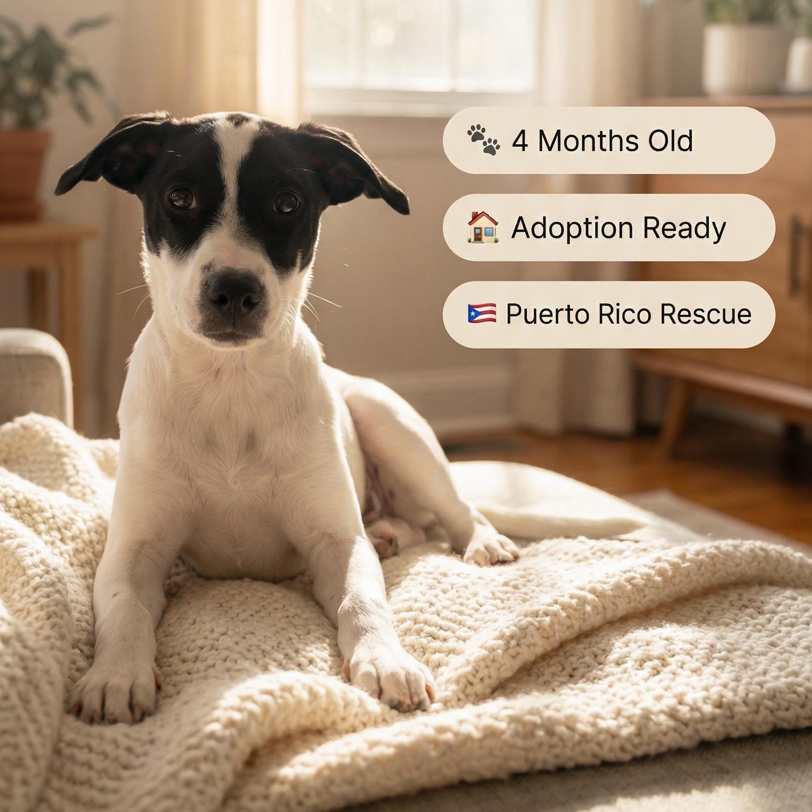 Valentina, ADOPTABLE, Puppy Female Mixed Breed & Beagle.