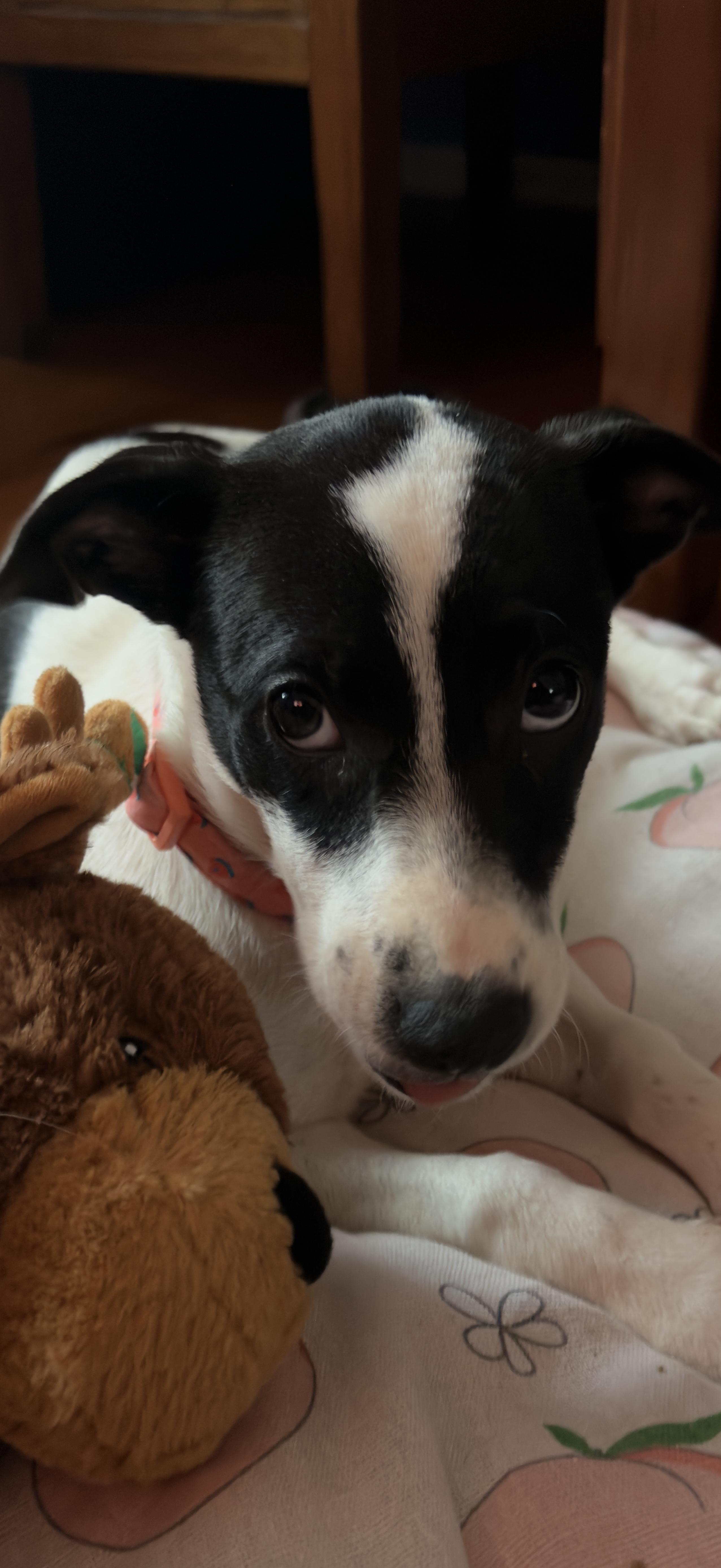 Enlarge Valentina, a ADOPTABLE mixed breed in Glen Rock, NJ image 2/3