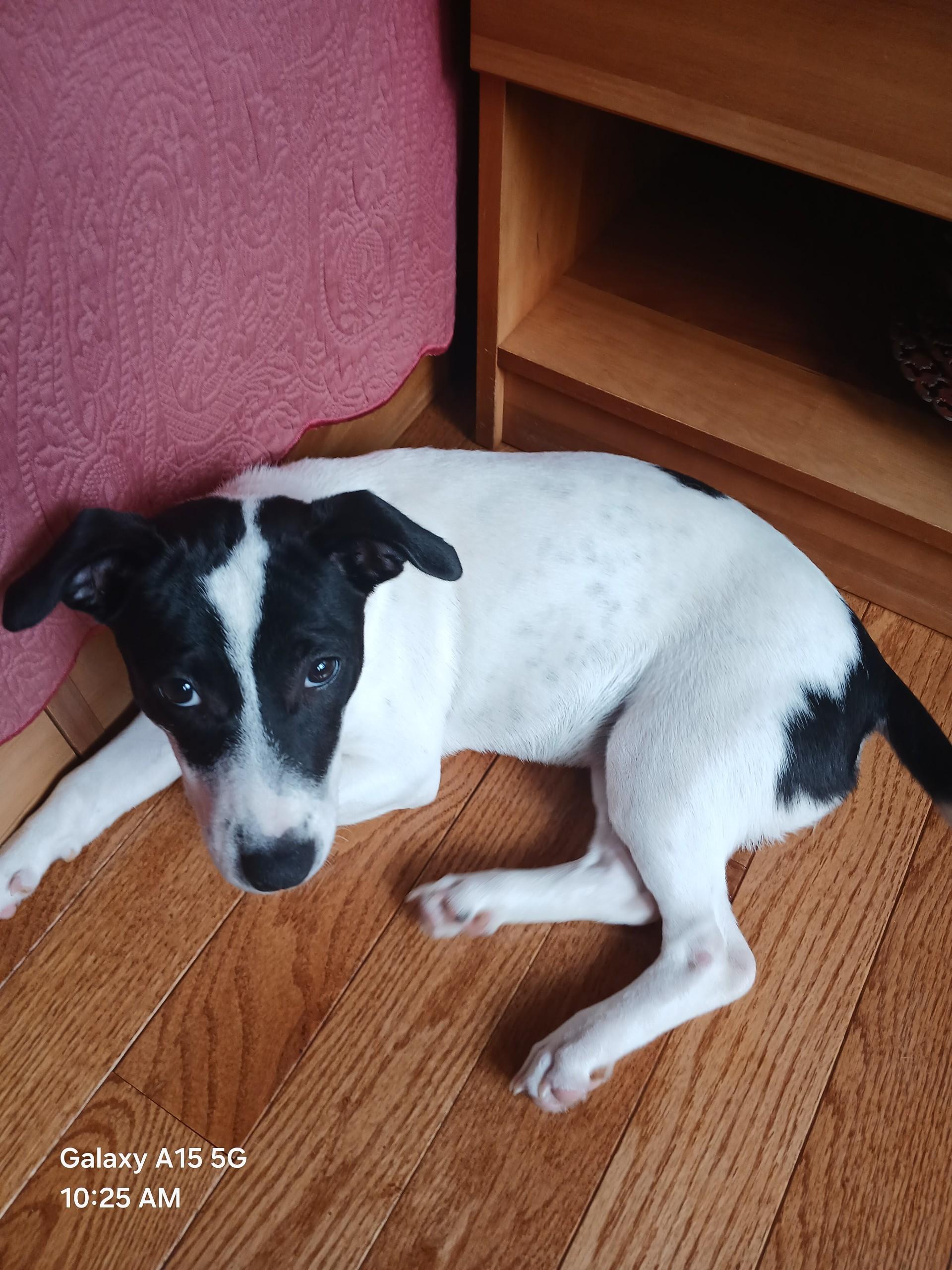 Panda, a ADOPTABLE mixed breed in Glen Rock, NJ image 6/6