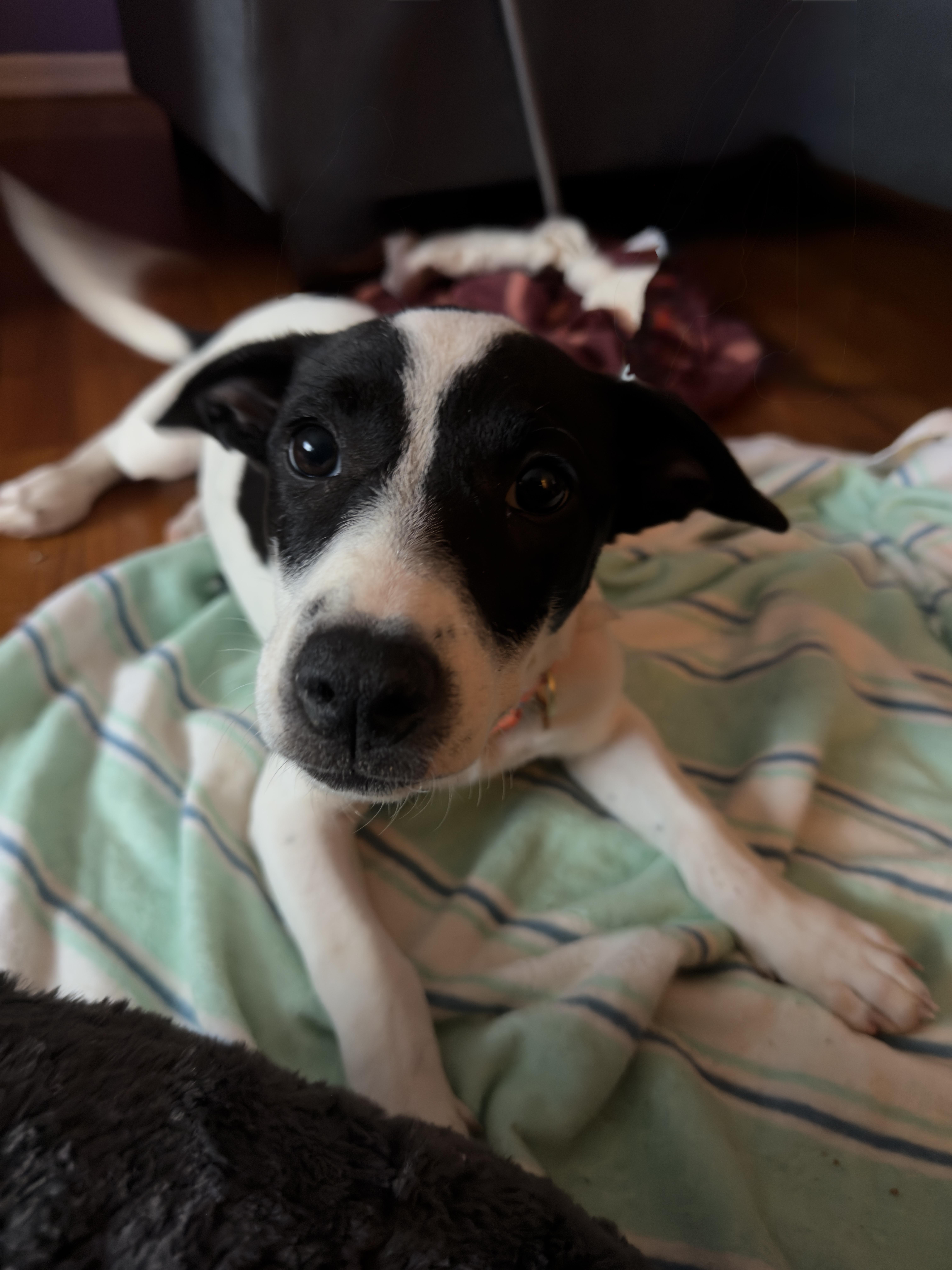 Enlarge Valentina, a ADOPTABLE mixed breed in Glen Rock, NJ image 3/3