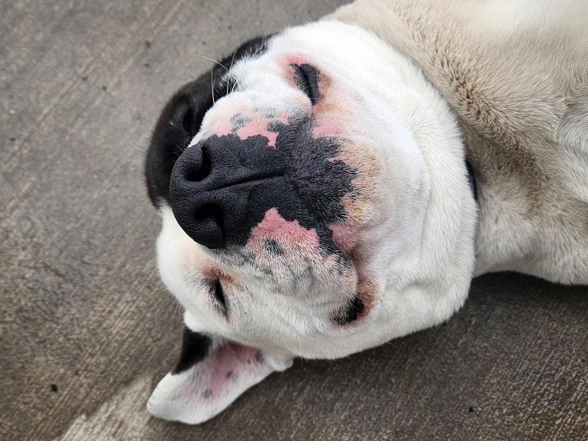 Pumba, Adoptable, Young Male Pit Bull Terrier.