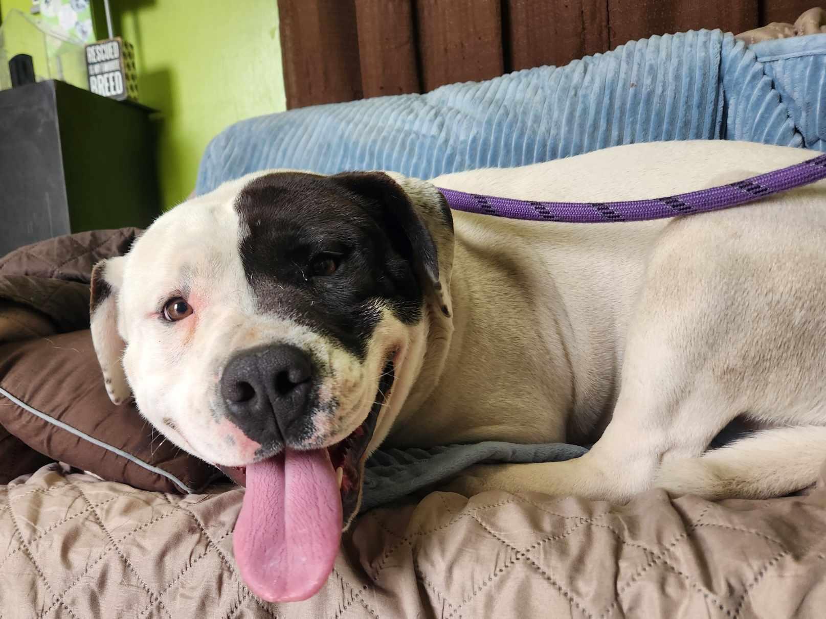 Enlarge Pumba, a Adoptable mixed breed in La Salle, IL image 2/4