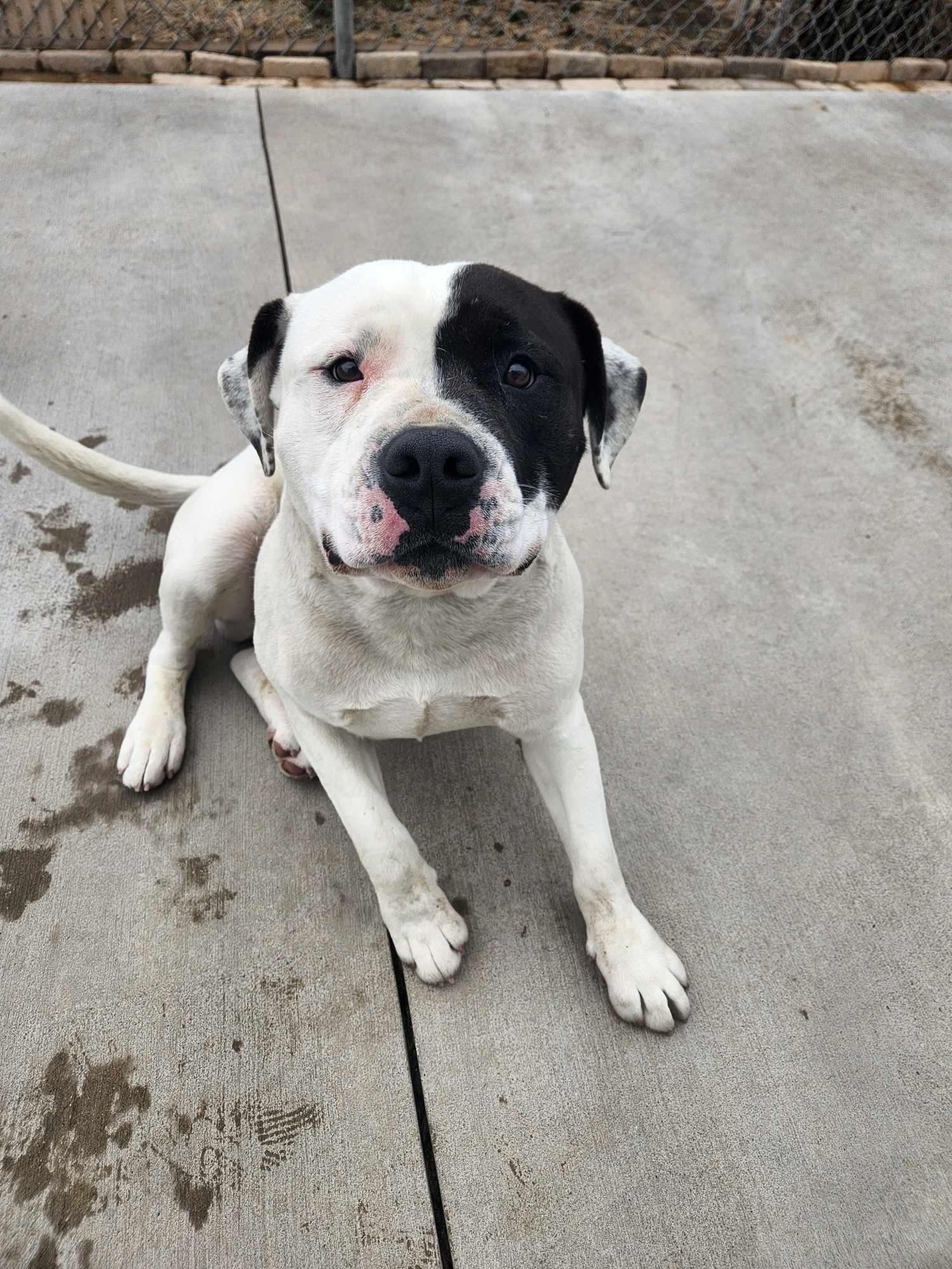 Enlarge Pumba, a Adoptable mixed breed in La Salle, IL image 3/4