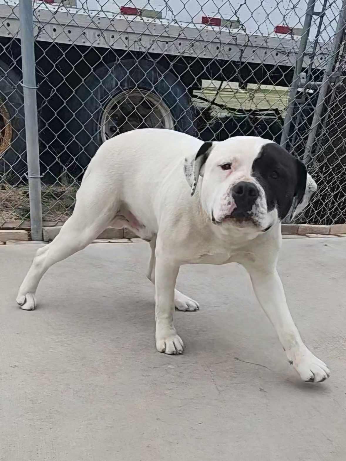 Enlarge Pumba, a Adoptable mixed breed in La Salle, IL image 4/4
