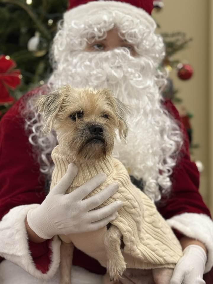 Enlarge Rosie, an adopted mixed breed in Houston, TX image 2/3