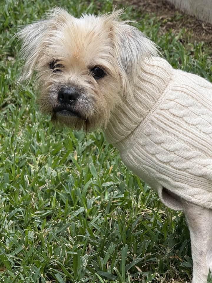 Enlarge Rosie, an adopted mixed breed in Houston, TX image 1/3