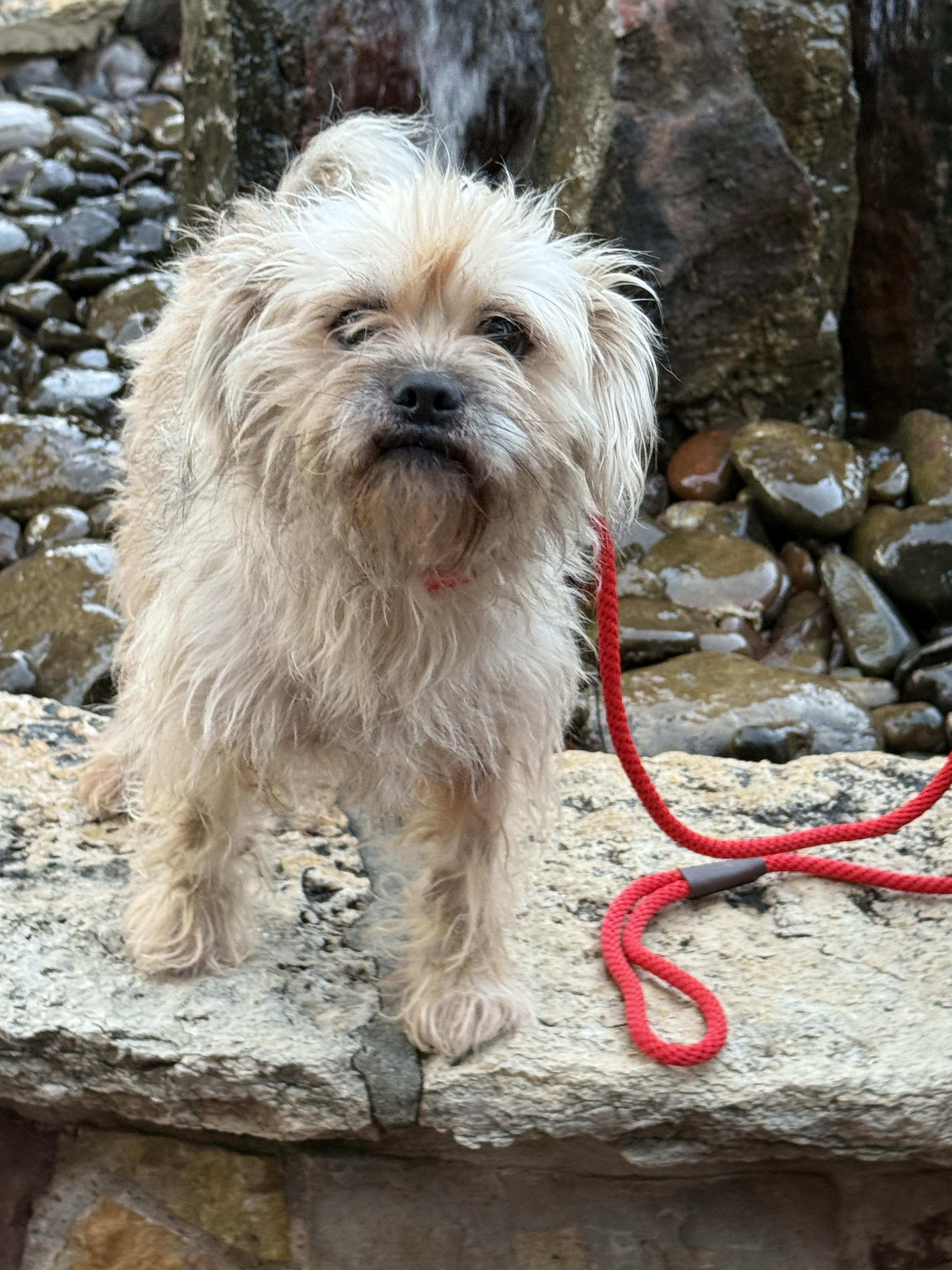 Enlarge Rosie, an adopted mixed breed in Houston, TX image 3/3