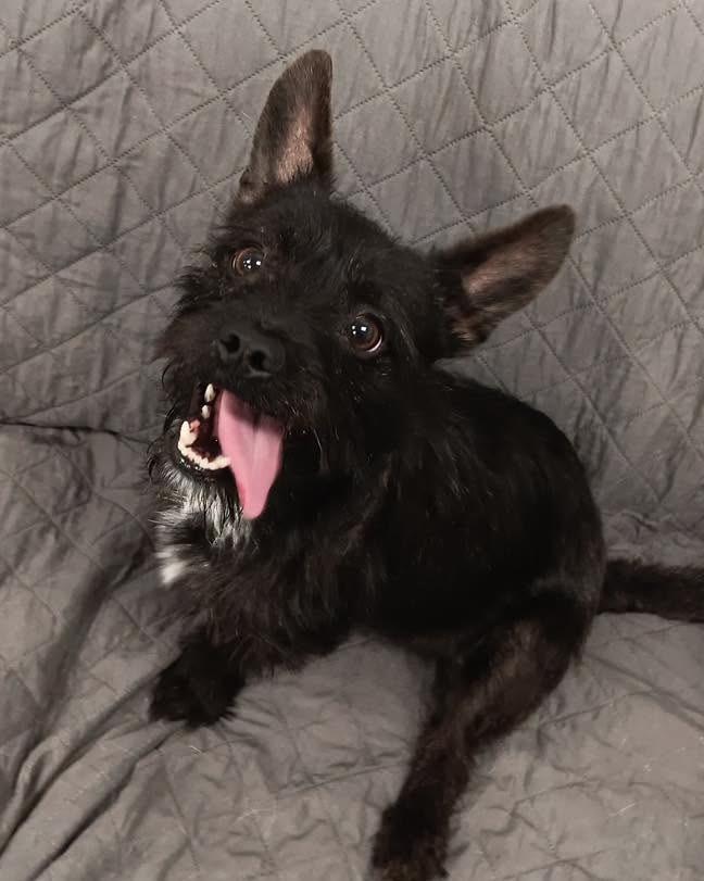 Enlarge Draco, a Adoptable mixed breed in Muskegon, MI image 1/2