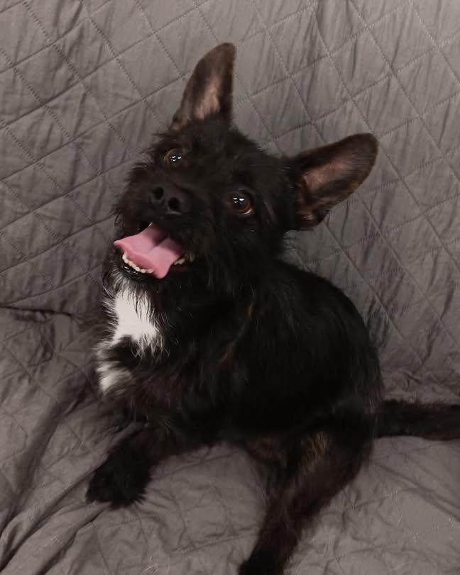 Enlarge Draco, a Adoptable mixed breed in Muskegon, MI image 2/2