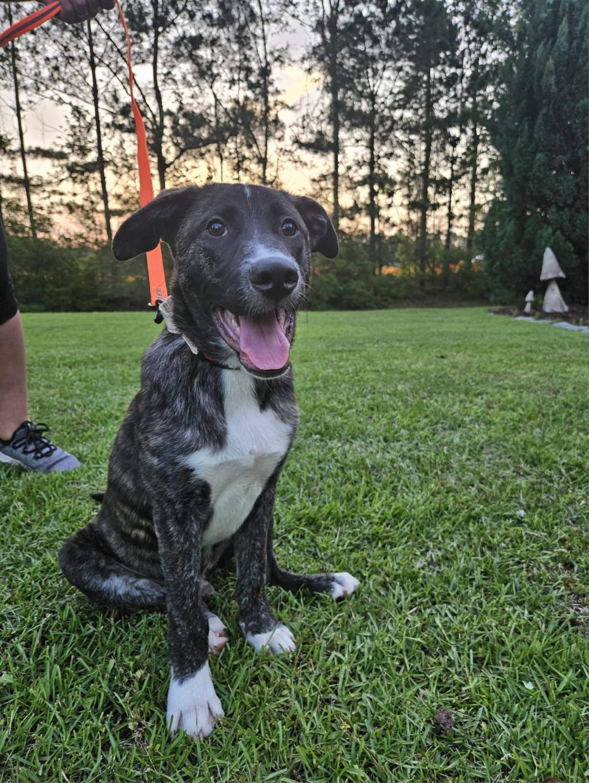 Finn, adopted, Puppy Male Tennessee Treeing Brindle & Plott Hound.