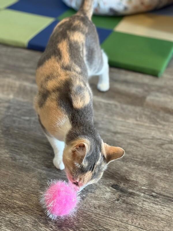 Opal, a Adoptable Calico in Alma, WI image 3/6