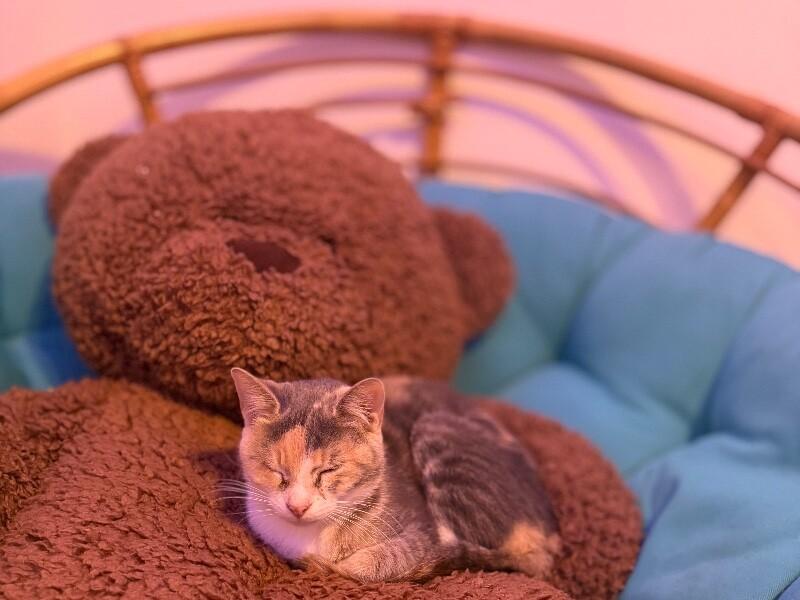 Opal, a Adoptable Calico in Alma, WI image 5/6