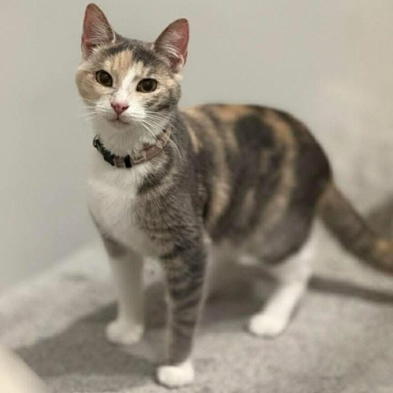 Opal, a Adoptable Calico in Alma, WI image 6/6